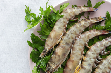 Sea Tiger Prawn